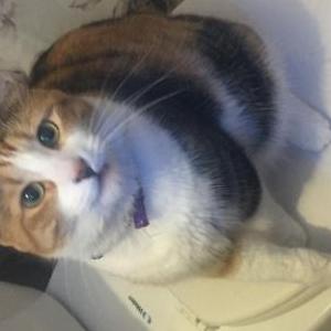 Lost Cat Ginger Cat