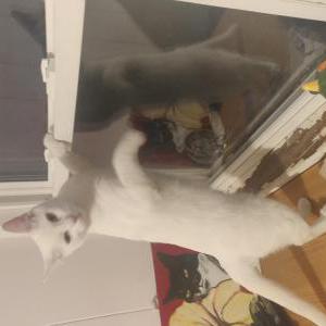 Lost Cat Burfi