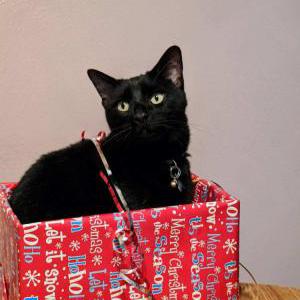 Lost Cat Draco