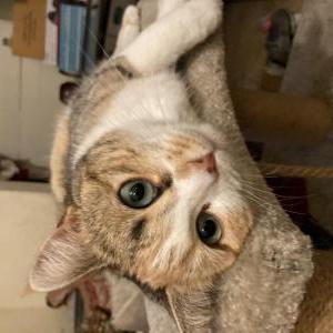 Lost Cat Angel