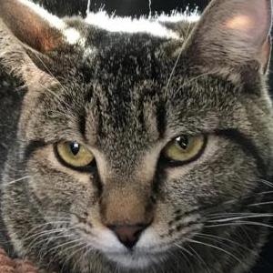 Lost Cat Lil Missy