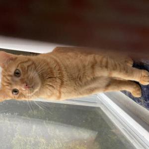 Lost Cat Rascal