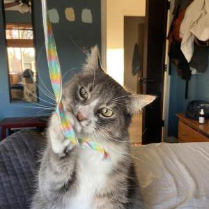 Lost Cat Blu