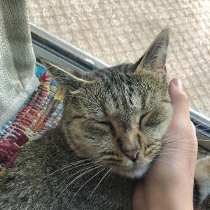 Lost Cat Freddy
