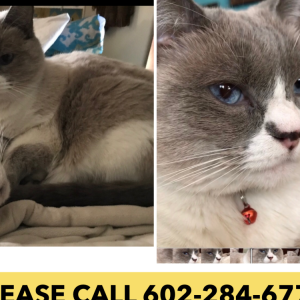 Lost Cat Bandit