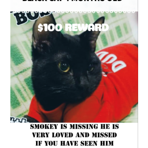 Lost Cat SMOKEY