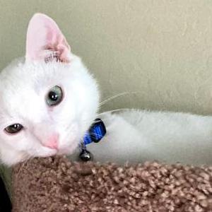 Lost Cat Casper