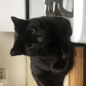 Lost Cat Karma