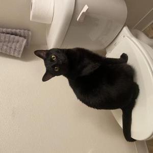 Lost Cat binx
