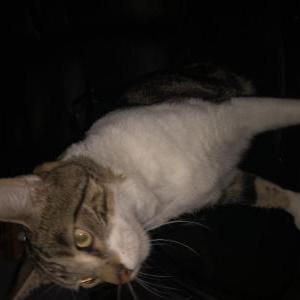Lost Cat Dobbie