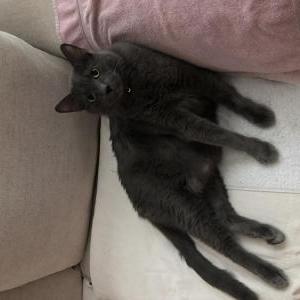 Lost Cat Blue