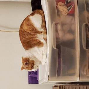 Lost Cat Cam (Webcam)