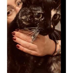 Lost Cat Luna