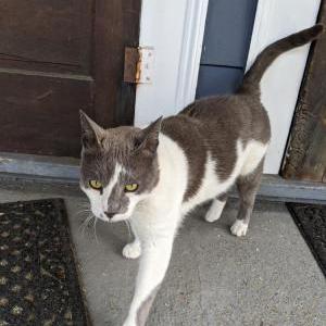 Found Cat Unknown