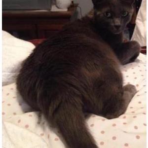 Lost Cat Blue
