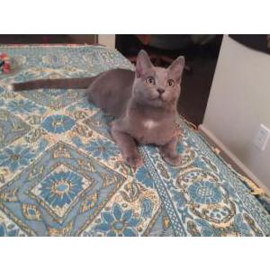 Lost Cat Kitara