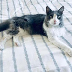 Lost Cat Oli