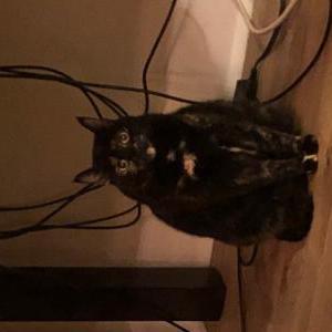 Lost Cat Bennie