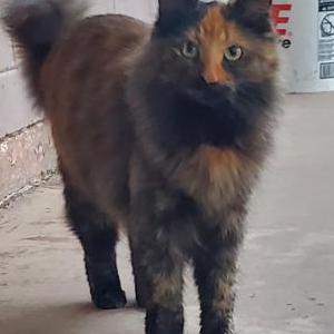 Lost Cat Ren