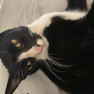 Lost Cat Kuka