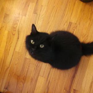 Lost Cat Balthazar