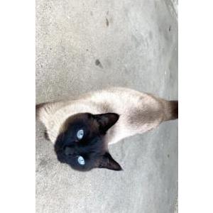 Lost Cat Frosty