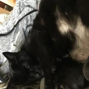 Found Cat Unknown