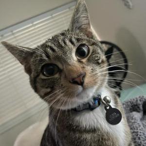 Lost Cat Oliver