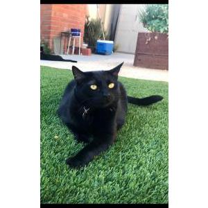 Lost Cat Grace