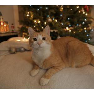 Lost Cat Sunny