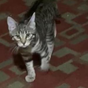 Lost Cat Lola