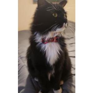 Lost Cat Eli
