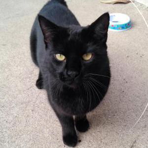 Lost Cat Ozzy