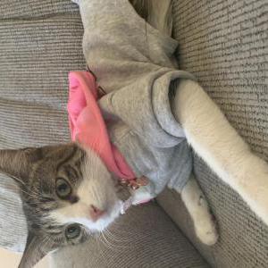 Lost Cat Kitty kat
