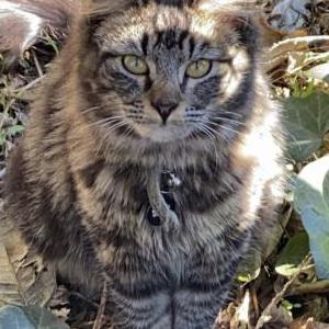 Lost Cat Simba