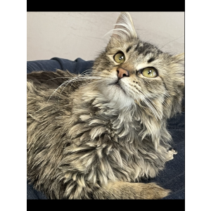 Lost Cat Simba