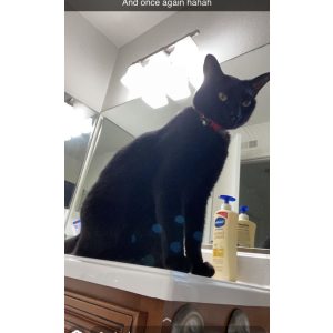 Lost Cat Shadow