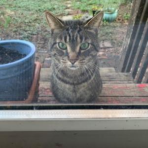 Found Cat Leon