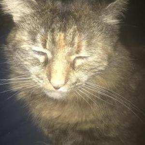 Lost Cat Romina