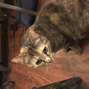 Lost Cat Zipper